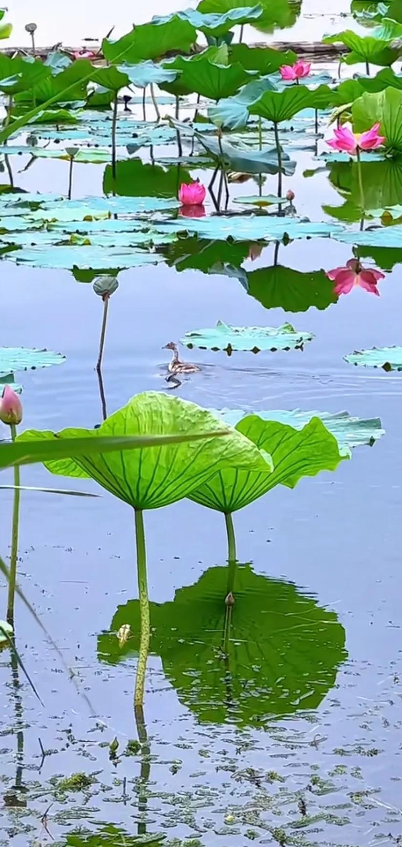 荷出淤泥而不染荷花仙子唯美溶图,夏日荷韵荷花图片