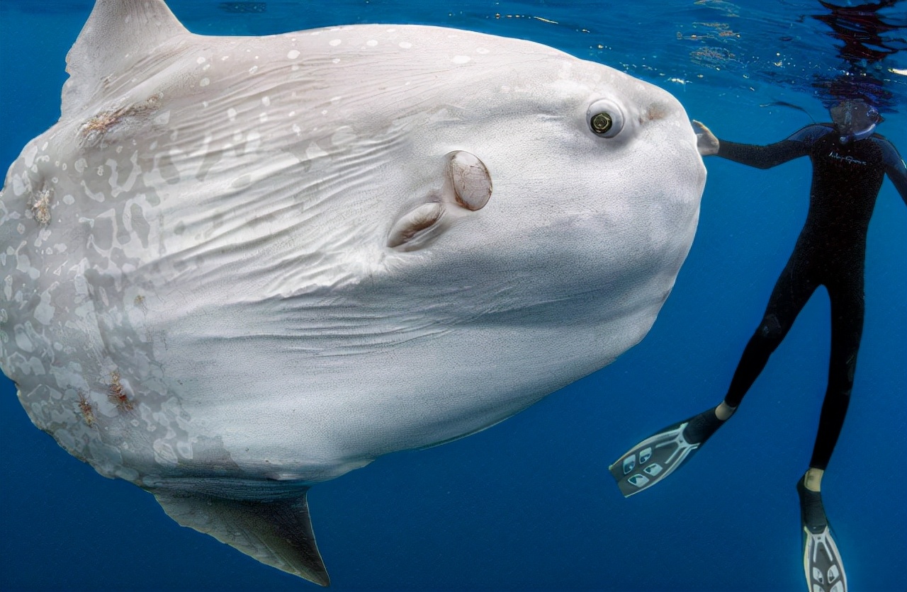 电鳗为什么可以发出电,电鳗是怎么放电的怎么电不到自己