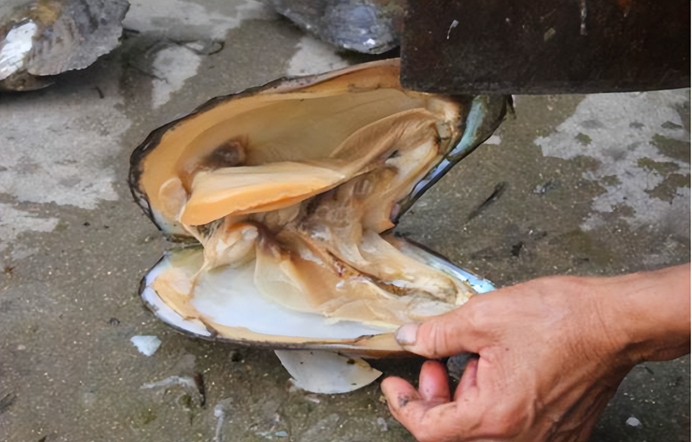 广西大叔一年赚100万,广西大叔一年赚多少