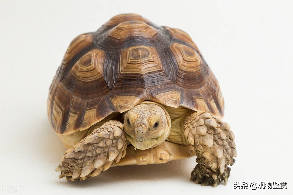 养的乌龟可以吃乌龟吗,饲养的乌龟哪几种可以吃