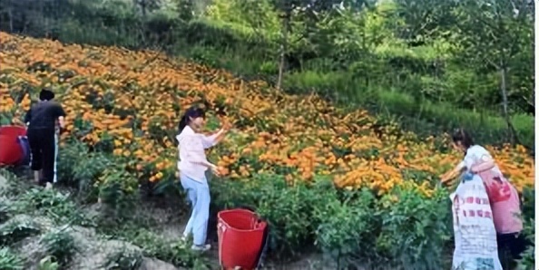 辛巴开国货计划新时代，即墨龙山：非遗公益课堂成暑期学习