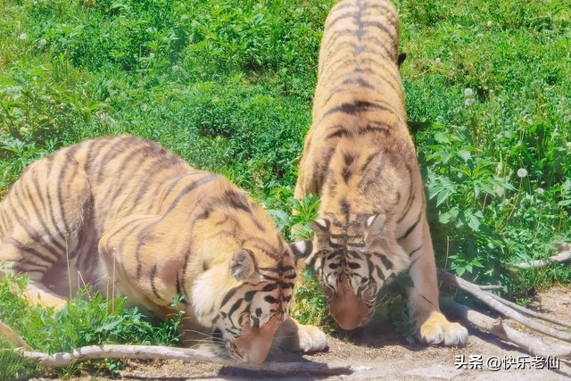 沈阳森林动物园缆车,自驾沈阳森林动物园