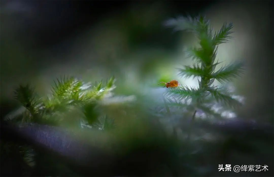 微距镜头之下的苍蝇,苍蝇微距拍摄