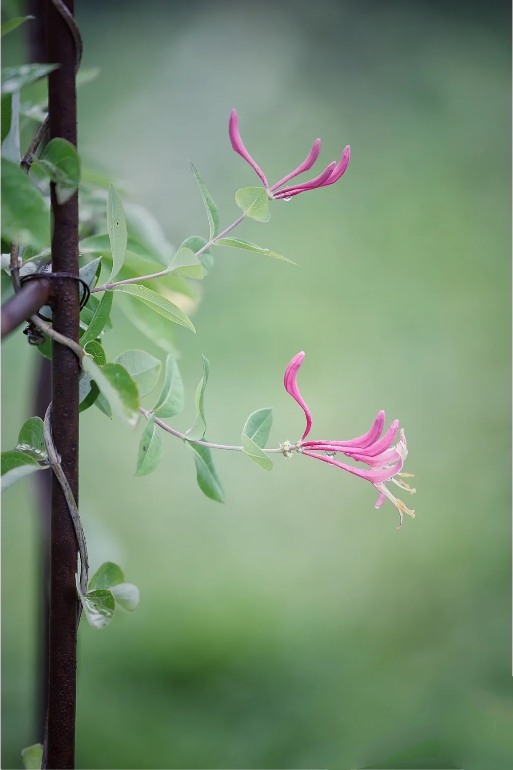 最简单省钱好打理的庭院设计方案,极简风格的庭院设计