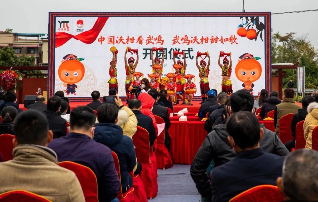 广西沃柑十大最甜柑橘,广西南宁柑橘类水果大量上市