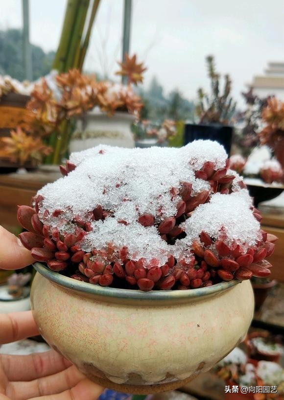 多肉冬天冻了,多肉冻成透明状能活吗