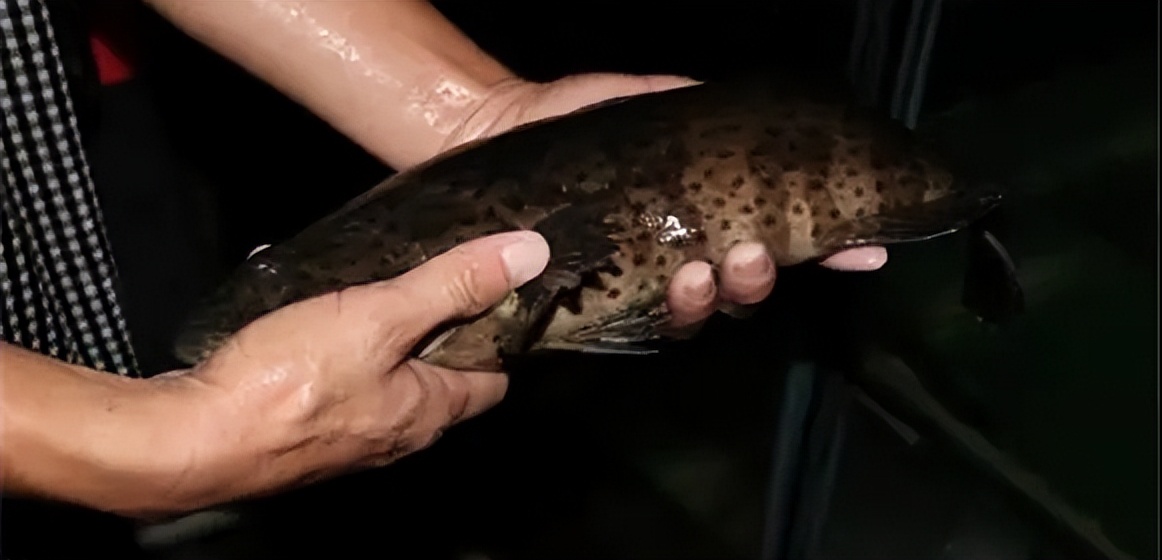两种环境富集方法对石斑鱼幼鱼认知能力和生长性能的影响