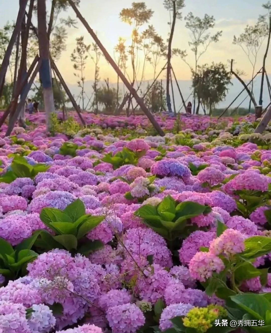 周末去哪里玩最合适昆明,昆明景点莫奈花园