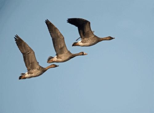 鏉ヨ嚜濉旈噷鏈ㄥ娌虫枃鑻戠殑鏁ｆ枃鍥涚瘒 (鏉ヨ嚜濉旈噷鏈ㄥ娌虫枃鑻戠殑缇庢枃浜旂瘒)