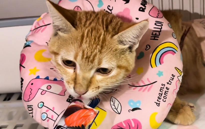 广东:虽每次上药都是煎熬,但被剥皮的怀孕猫咪,还是挺过来了