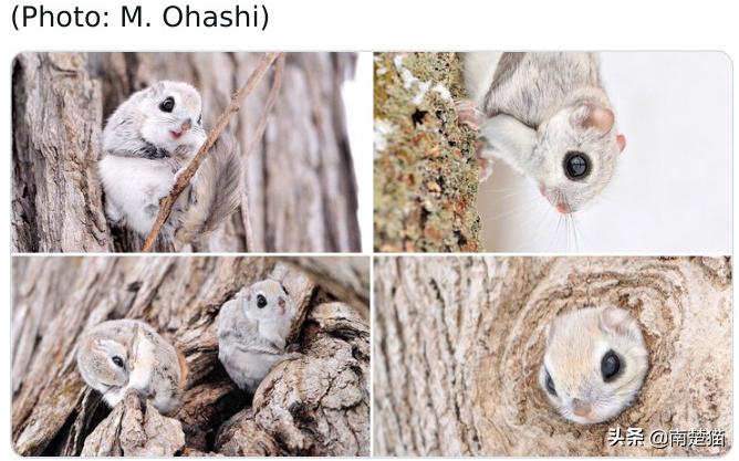 分享33种你可能从未见过的动物