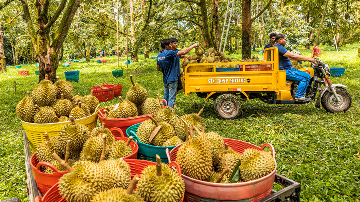 买榴莲不踩雷,牢记“4看1敲”,老板一看就知是内行,一挑一个准