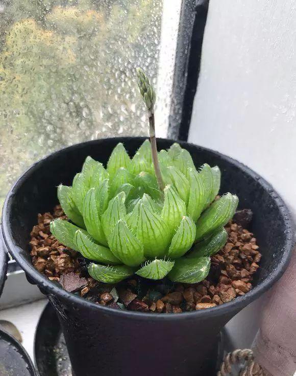 三年前很贵的普货多肉,曾经昂贵的多肉品种有哪些