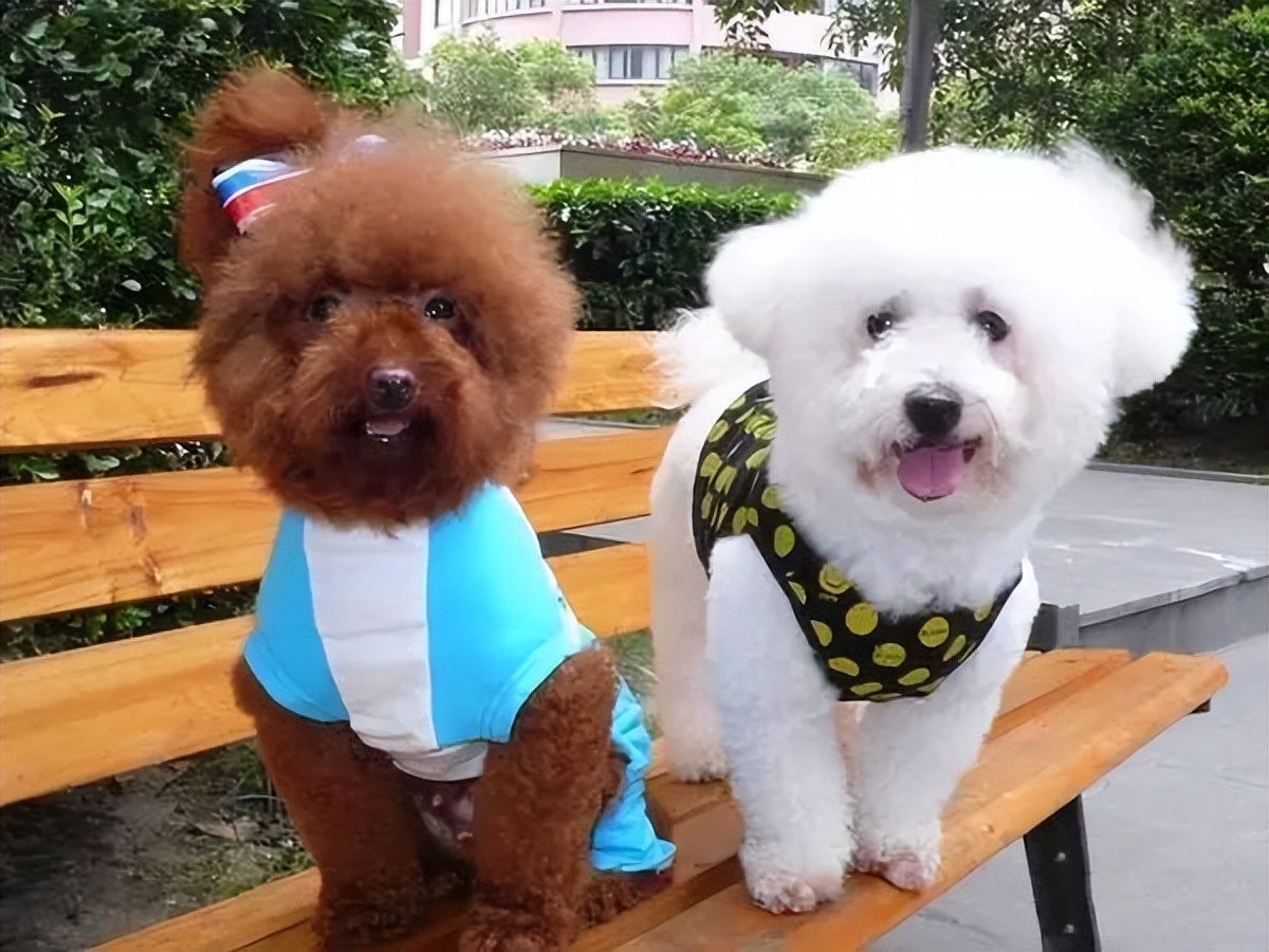 比熊和泰迪哪只最好,比熊vs泰迪哪个最适合学生养