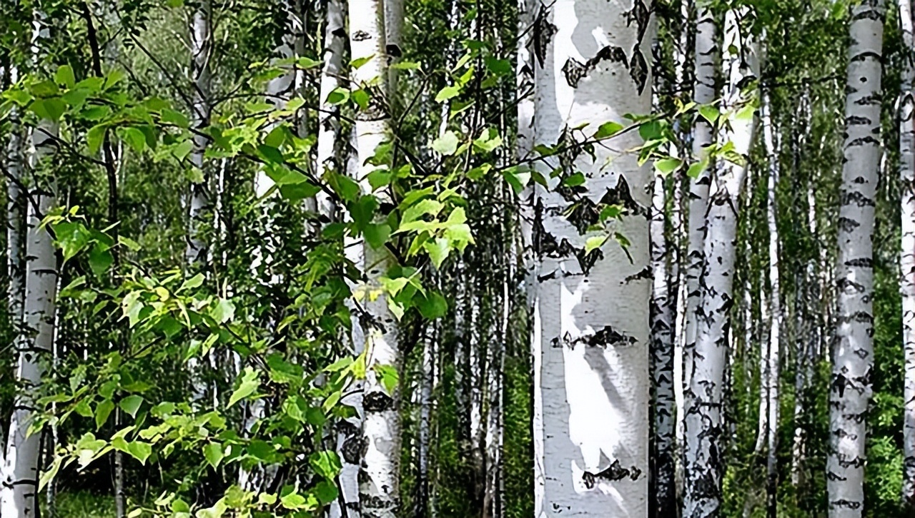 16年四川小伙去俄罗斯种土豆，不久后身家过亿，被西方企业使阴招