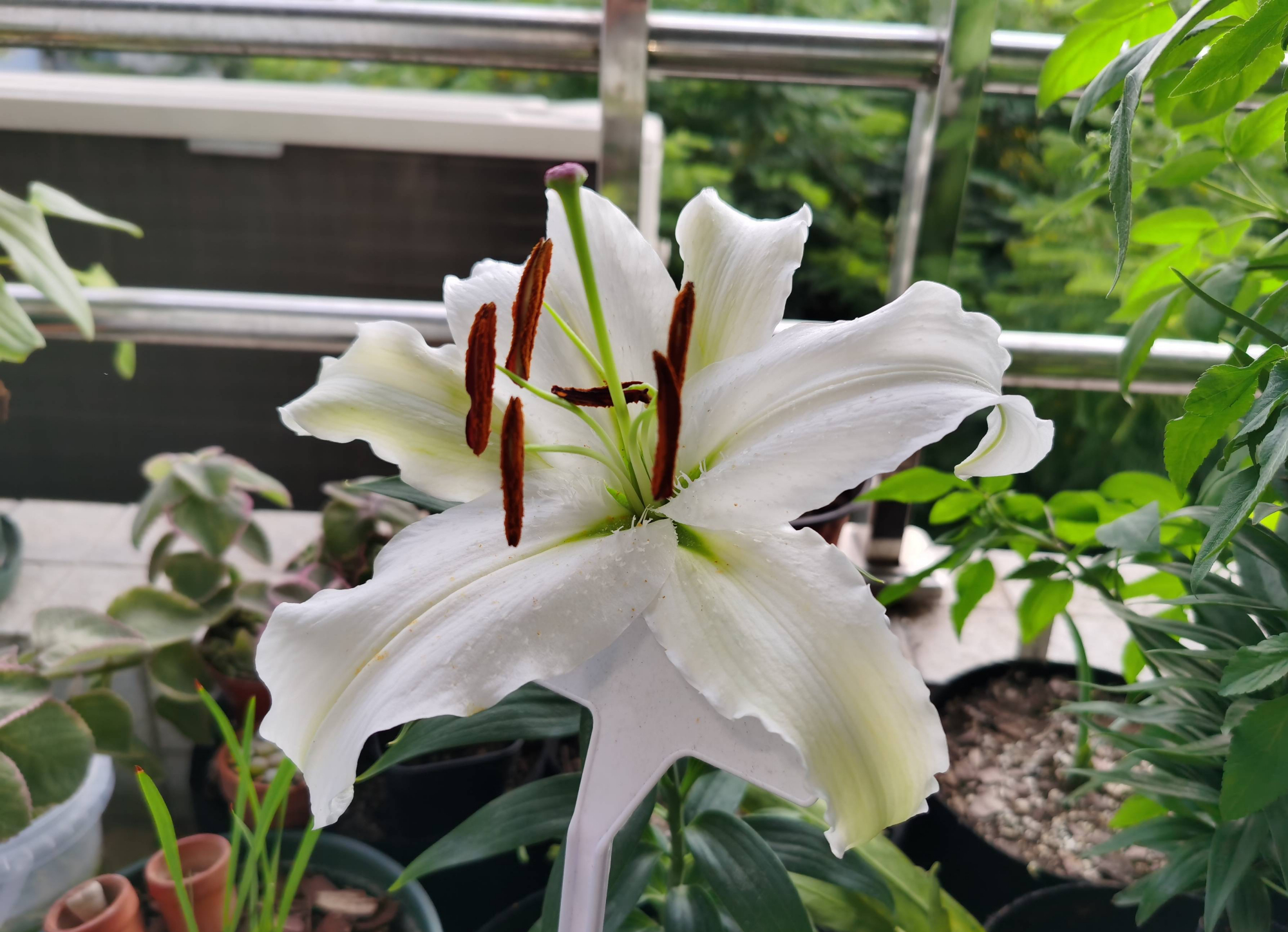 冬季盆栽百合花开完怎么处理,百合花种球冬季种植方法