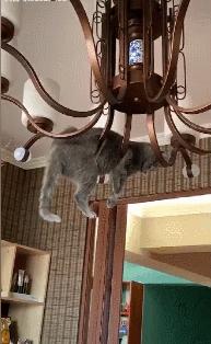 被主人弃养在医院的蓝猫,英短蓝猫为什么会流产