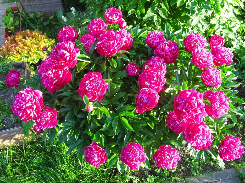 秀外慧中梅花秀,秀外慧中红秀