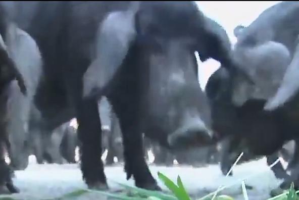 农村老汉嗜酒,农村大哥嗜酒如命