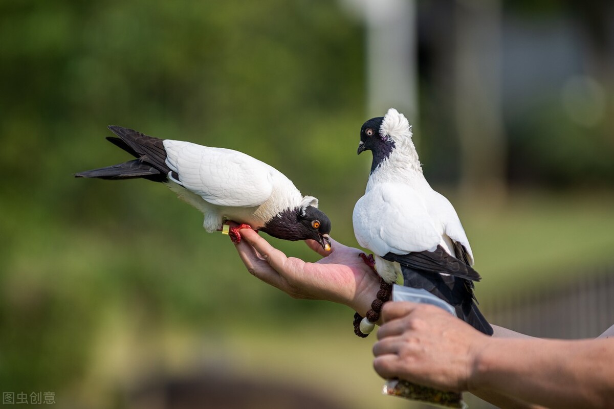 世界60个国家的珍稀国宝,100个国家国宝动物