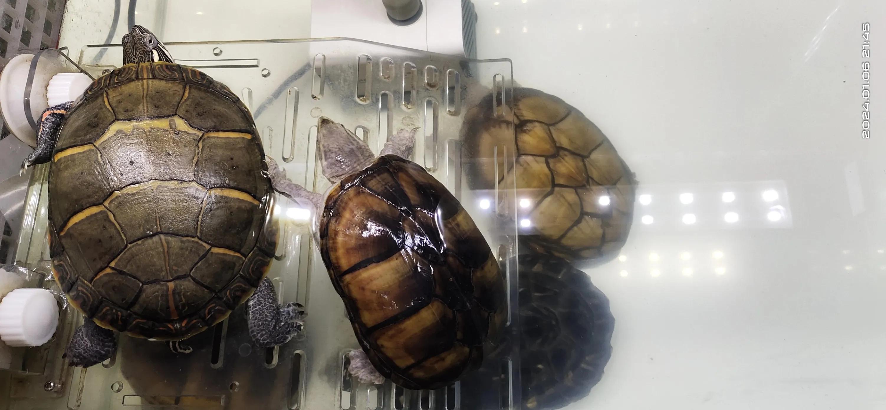 小型养乌龟的盒子,小盒子适合养乌龟吗