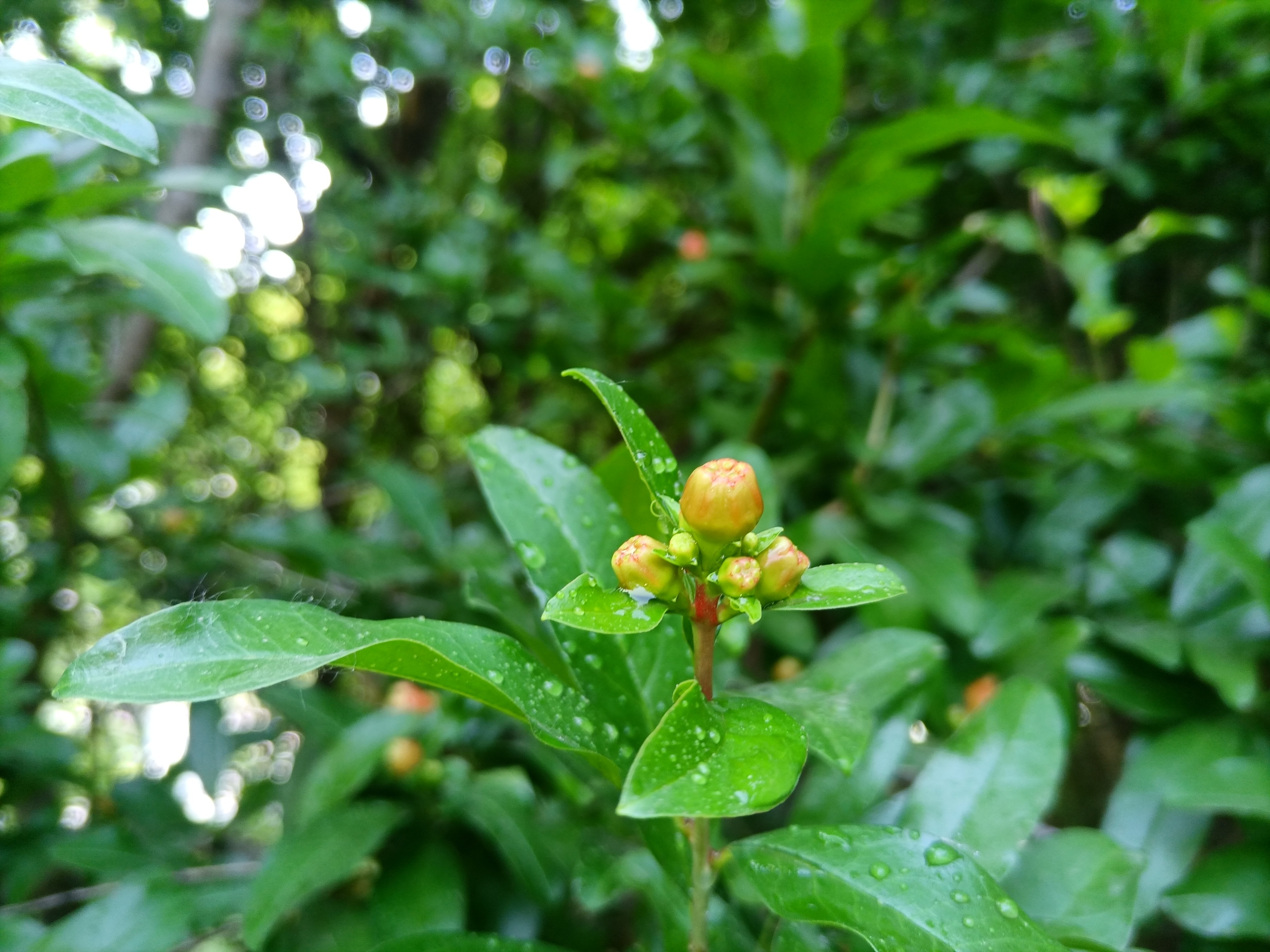 五月石榴花开的唯美诗句,关于石榴花的美文和诗句