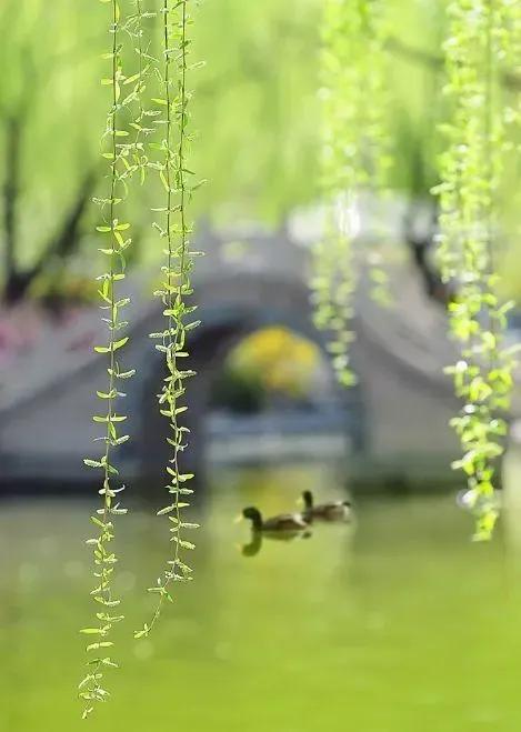 柔丝弄早春,柳枝婀娜醉春风,期盼好事要发生