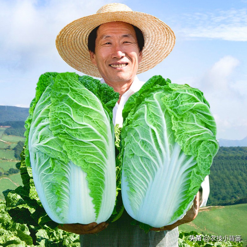 大田作物换茬有什么好处,什么叫轮茬种植