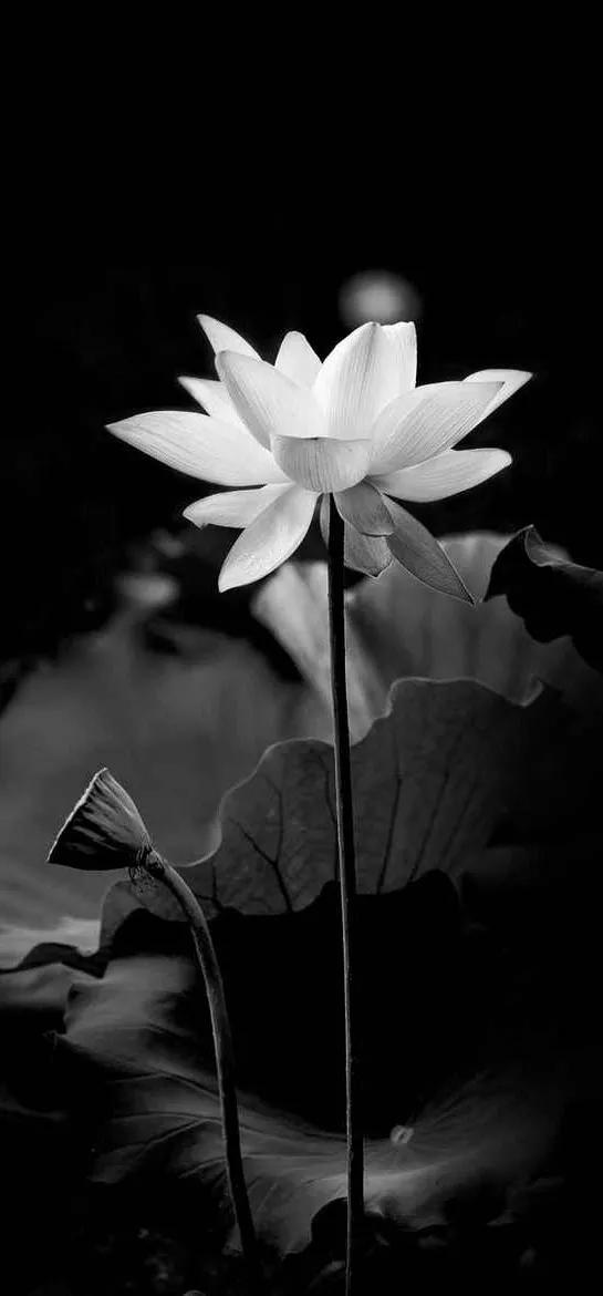 黑暗系壁纸黑底文字,黑暗色系的壁纸