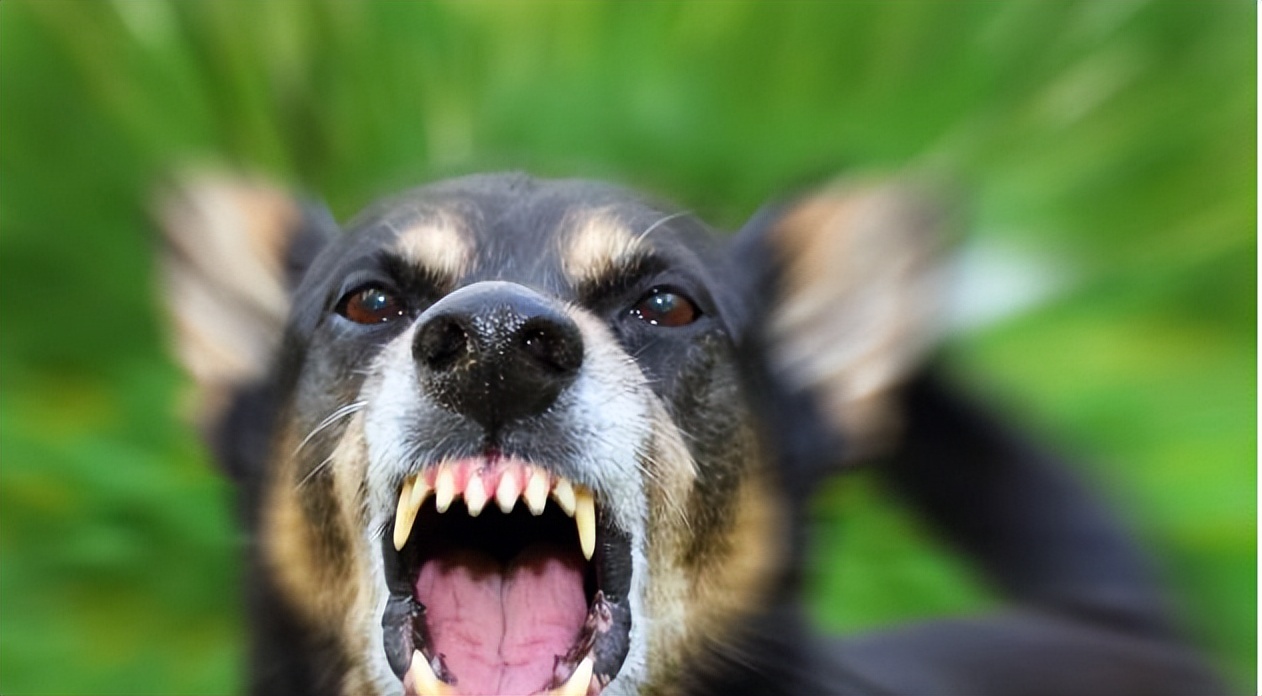 男子逗狗反被咬掉一只鞋,故意逗狗被咬狗主人承担责任么