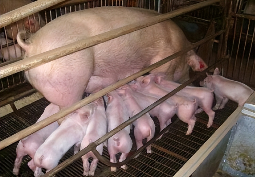 母猪从受孕到生产要打几针,母猪从出生到产小猪要多长时间