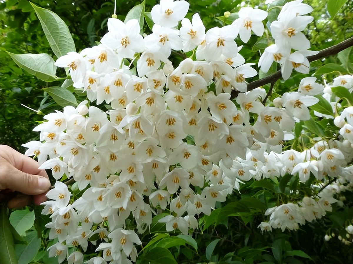 荒山种什么树木经济效益好,山东蒙阴承包荒山10元一亩