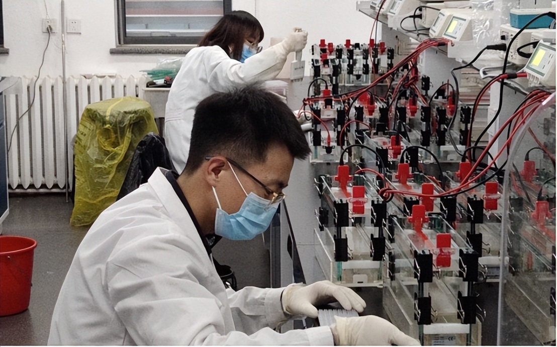 一包西兰花,中国西兰花种子突破