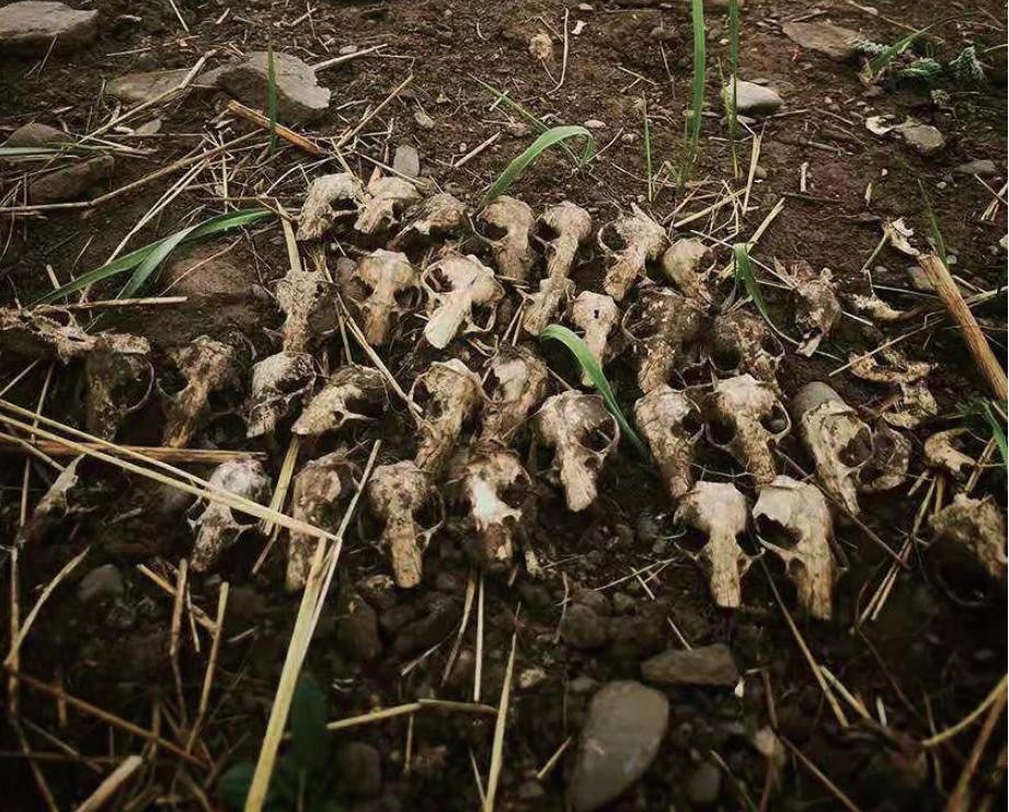 中国这13种猫猫,一种都不能少