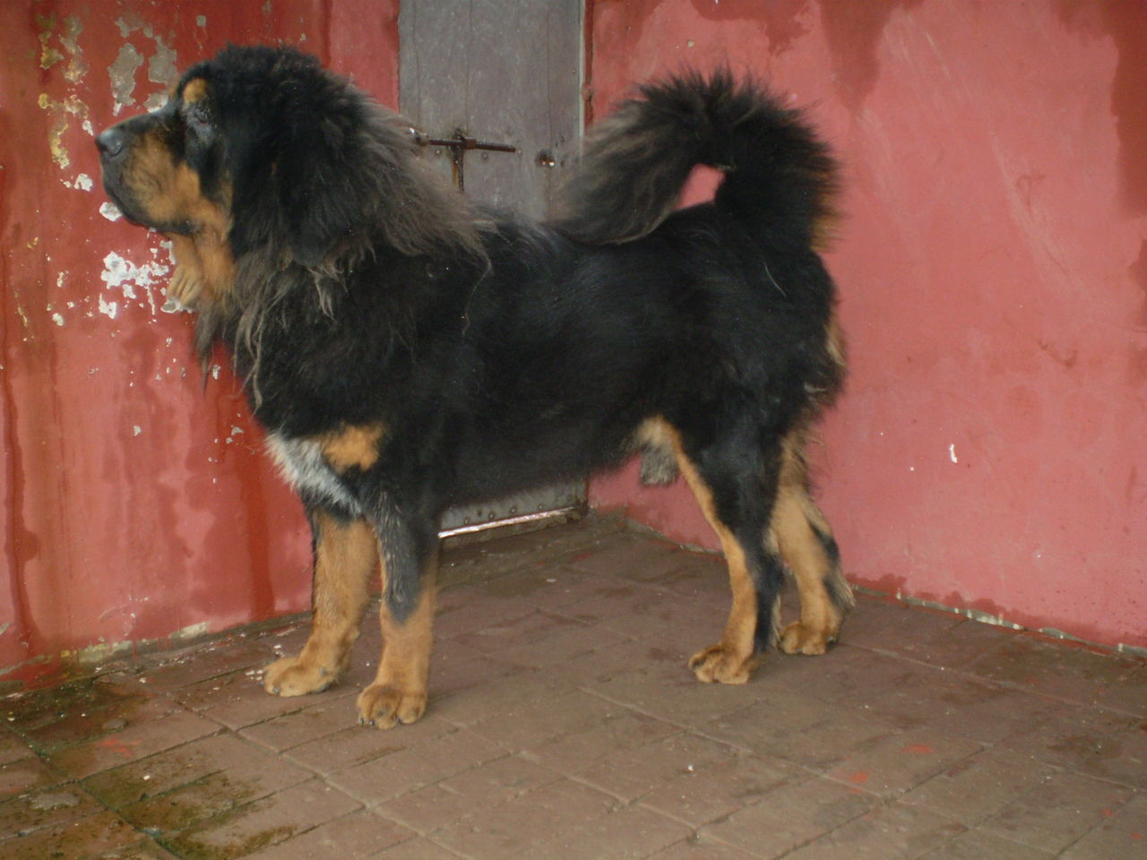 30种常见犬图片,40种常见名犬图片