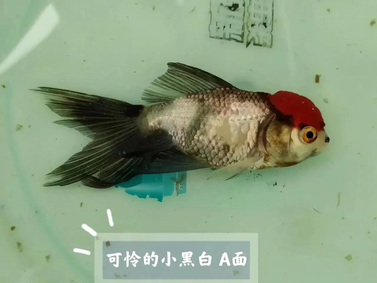 金鱼掉鳞片是什么原因及治疗,金鱼身上掉鳞腐烂怎么治