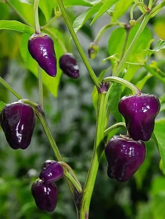 100多种罕见水果欣赏,100种罕见水果名字