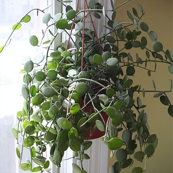 102个大类近500个多肉植物图片，都极其美丽，建议在家中也养一盆