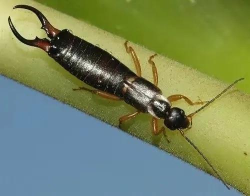 家里会出现的小虫子有哪些,家里常出现小虫子有哪些