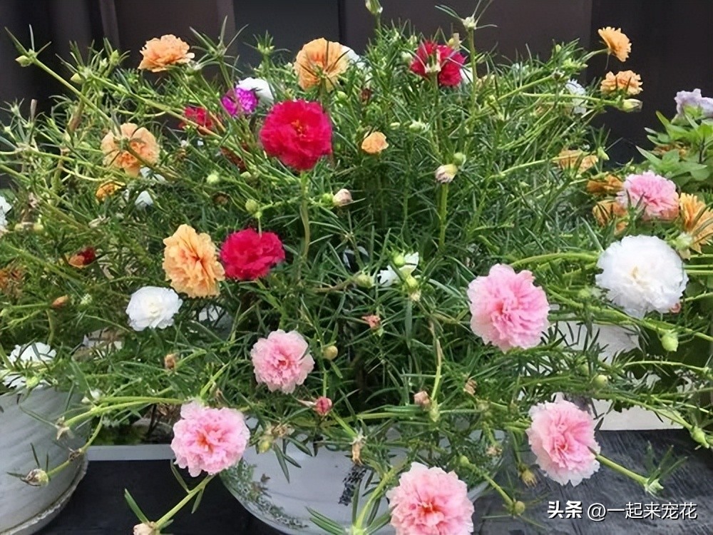 夏季花的修剪方法,哪些花春季修剪好养