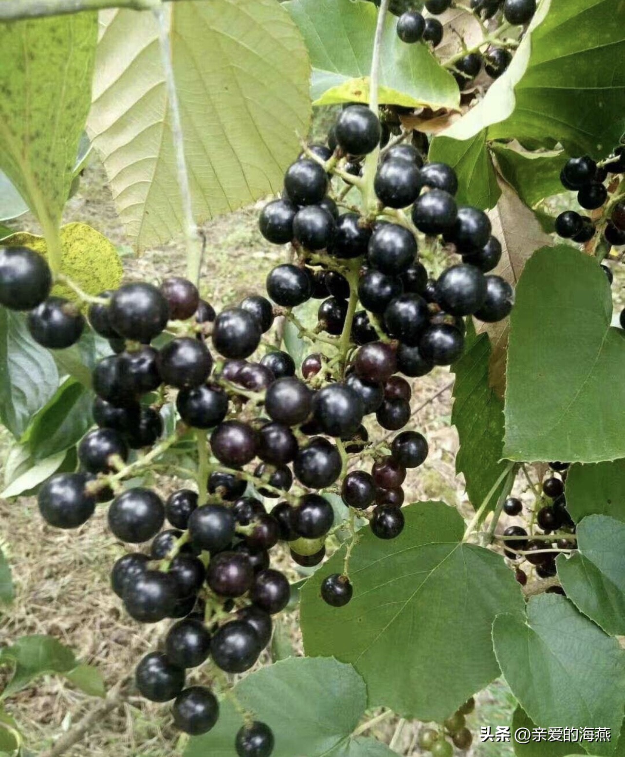 慢慢消失的农村十四种野果,农村慢慢消失的野草