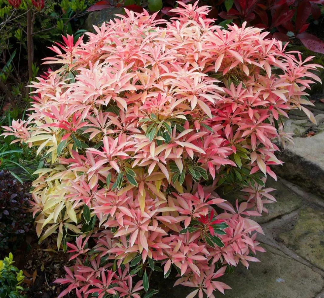 蛇蝎芙蓉花,皖南蛇蝎花