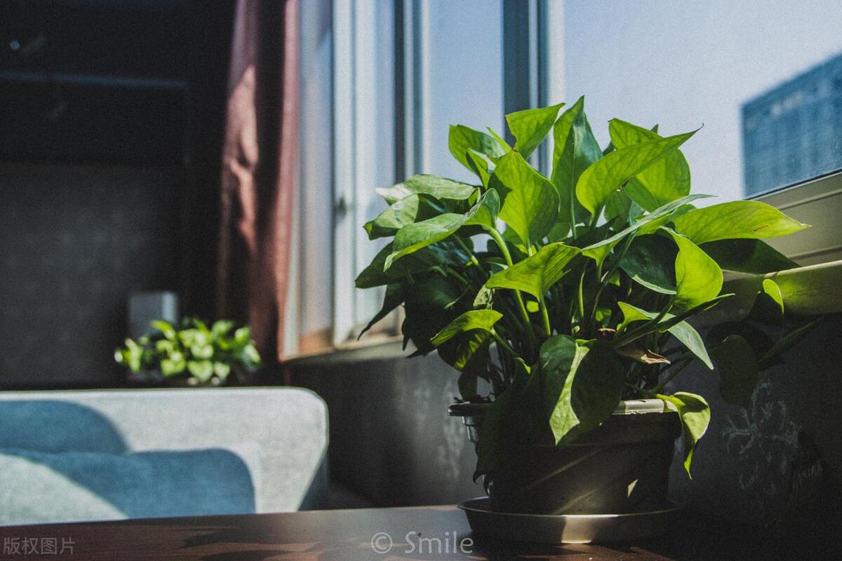 绿萝藤蔓过长怎么打理好看,绿萝藤蔓怎么养才会粗壮