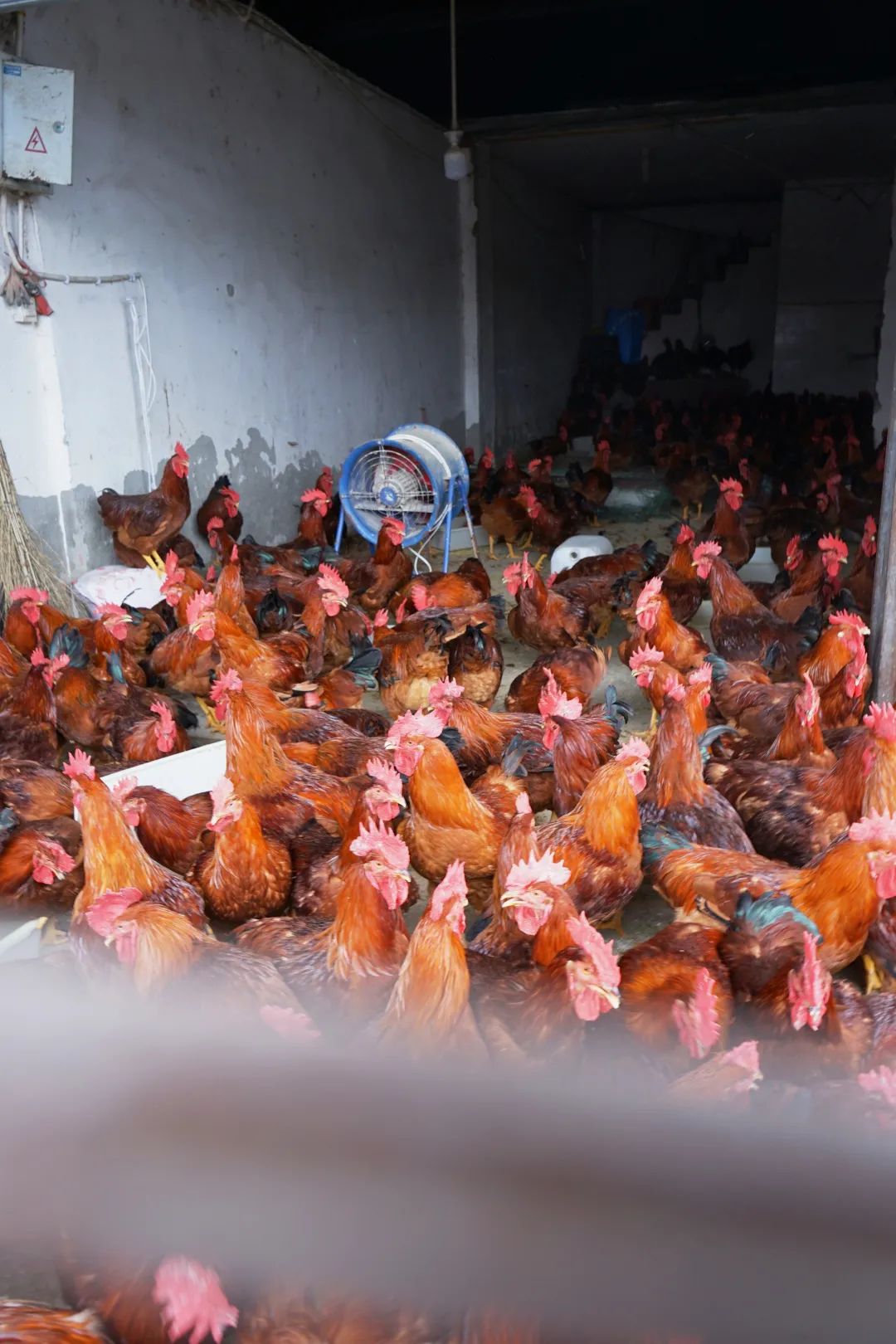 三联鸡鸭市场在哪里,三联市场家禽