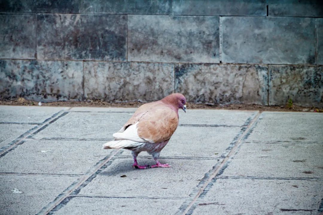 大理鸡足山禅宗发源地,大理鸡足山未解之谜