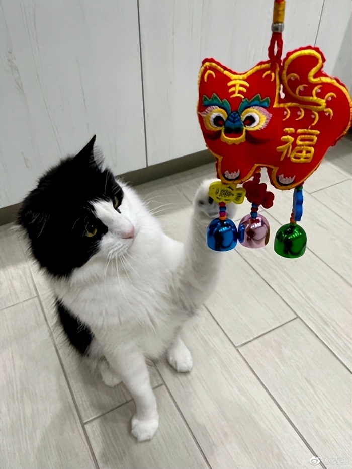 纣王的胸大肌,纣王的胸肌