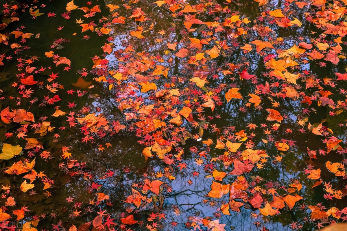 有一种真爱叫心有灵犀,有一种爱叫相思入骨