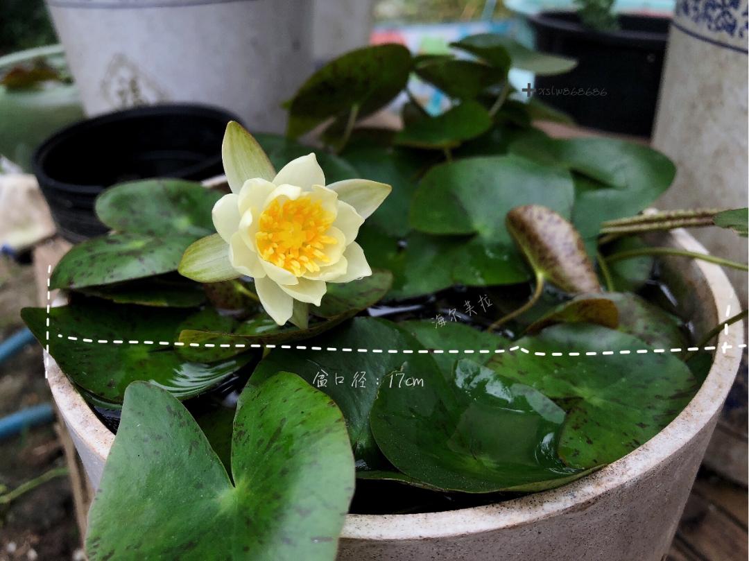 00后培育睡莲,95后小伙痴迷睡莲育种获世界冠军