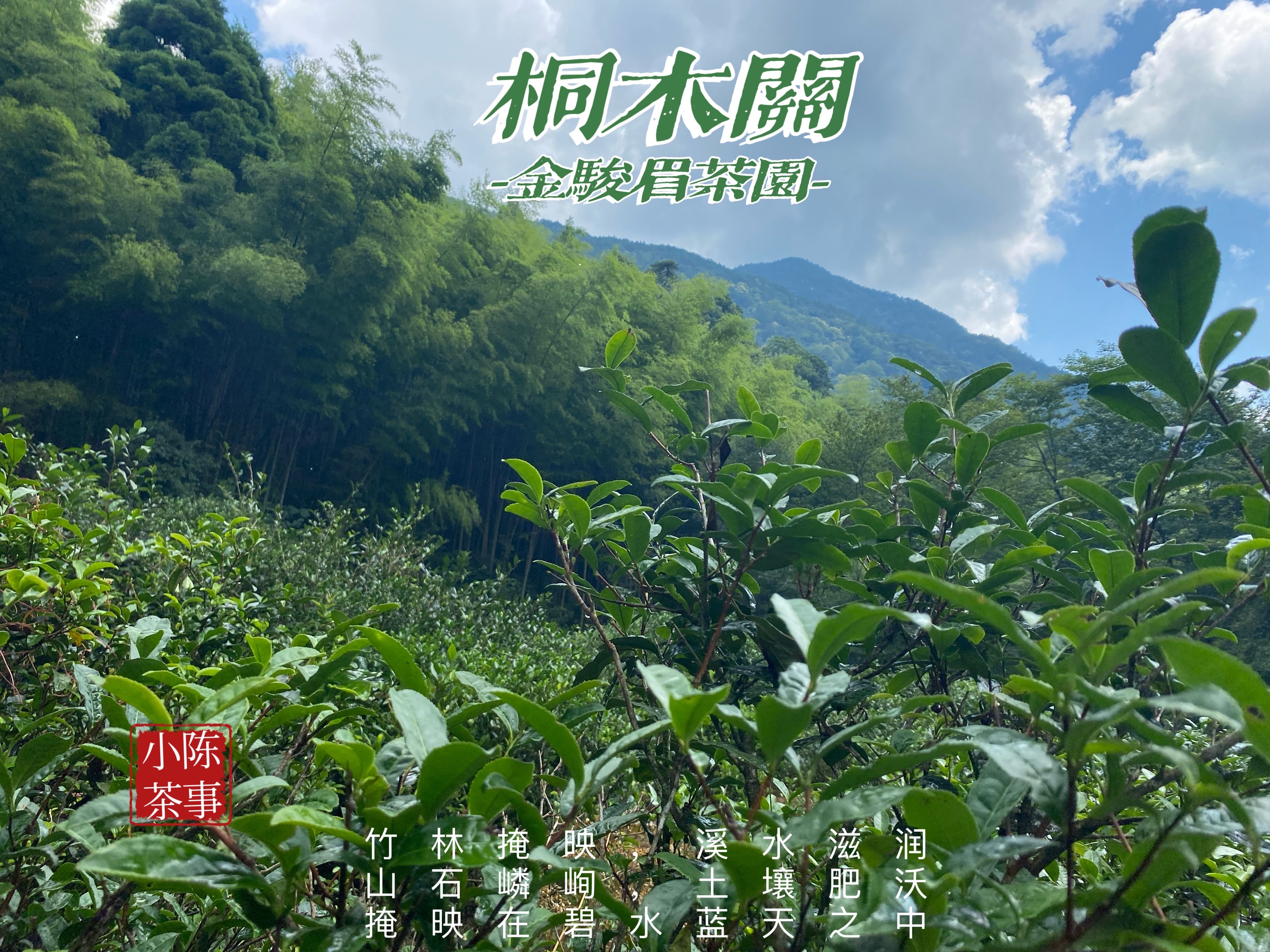 100块一斤的金骏眉,八马金骏眉10000