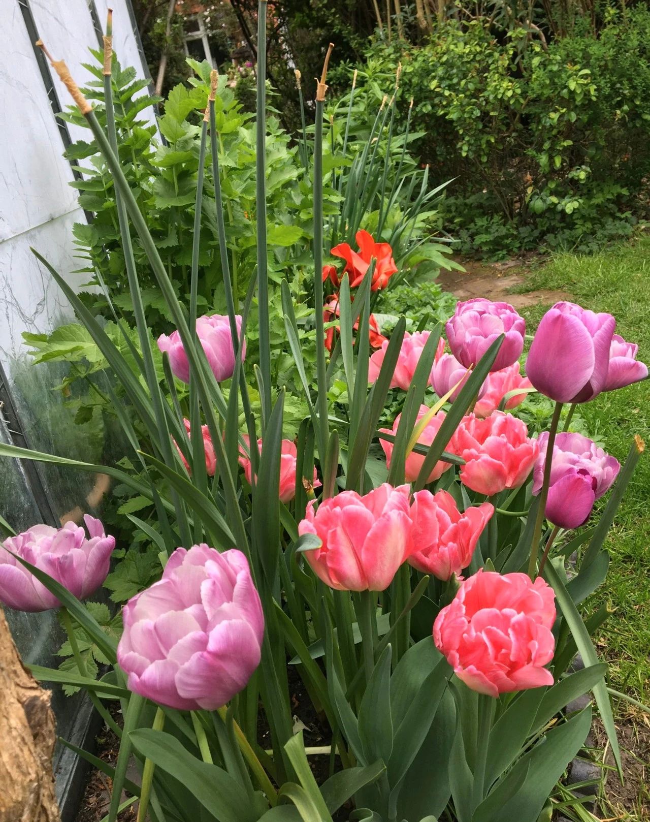 刚买来的盆栽怎么护理好,春季是给各种盆栽换盆的最佳时间